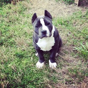 Meet your Posher, Bobbie